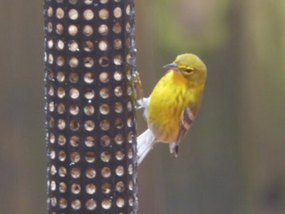 20181214 - Backyard - Pine Warbler