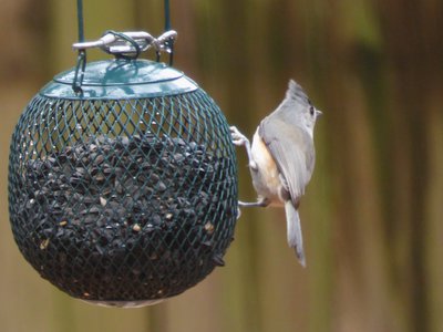 20181214 - Backyard - Tufted Titmouse 1