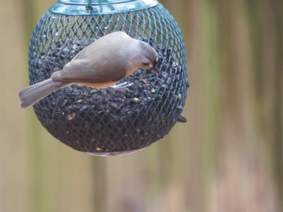 20181214 - Backyard - Tufted Titmouse 2