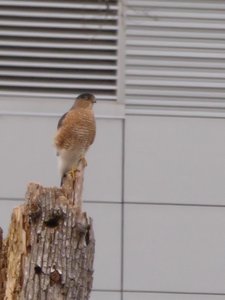 20181223 - Lake Betz - Coopers Hawk 1