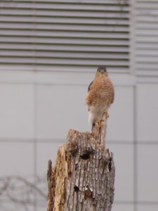 20181223 - Lake Betz - Coopers Hawk 2