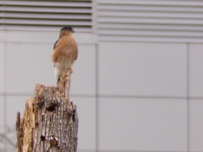 20181223 - Lake Betz - Coopers Hawk 3