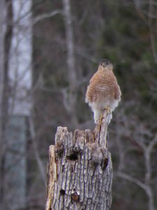 20181223 - Lake Betz - Coopers Hawk 4