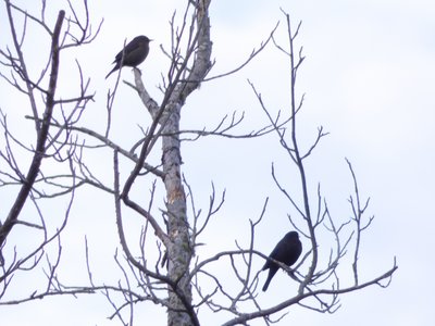 20181223 - Lake Betz - Gnatcatcher and Starling