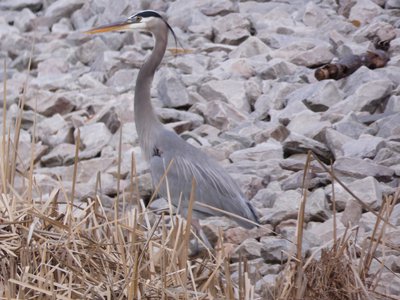 20181223 - Lake Betz - Great Blue Heron 1