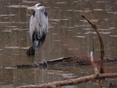 20181223 - Lake Betz - Great Blue Heron 2