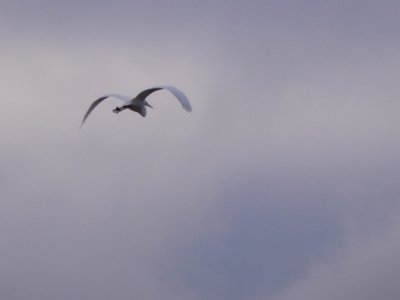 20181223 - Lake Betz - Great Egret 1