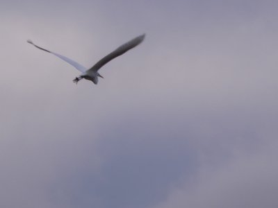 20181223 - Lake Betz - Great Egret 2