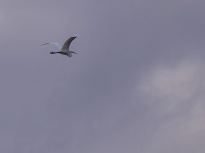 20181223 - Lake Betz - Great Egret 3