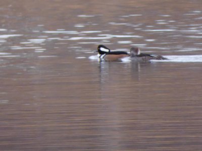 20181223 - Lake Betz - Hooded Merganser 1