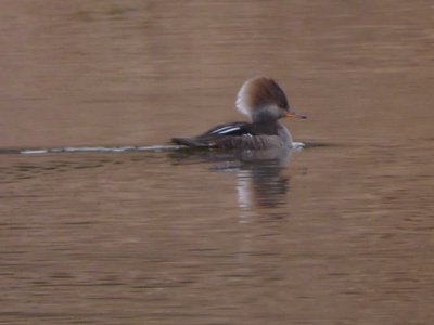 20181223 - Lake Betz - Hooded Merganser 2