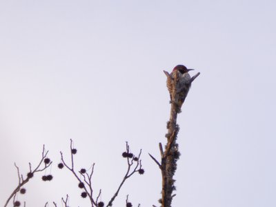 20181223 - Lake Betz - Northern Flicker 1