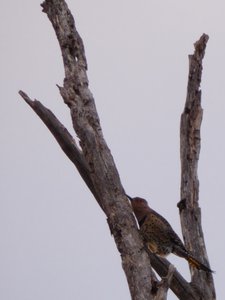 20181223 - Lake Betz - Northern Flicker 2