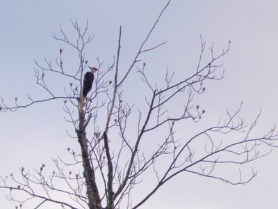 20181223 - Lake Betz - Pileated Woodpecker 1