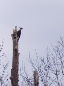 20181223 - Lake Betz - Pileated Woodpecker 2