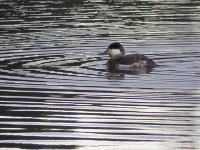 20181223 - Lake Betz - Ruddy Duck