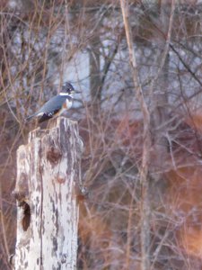 20190115 - Lake Betz - Belted Kingfisher