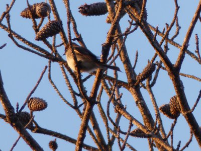 20190115 - Lake Betz - Eastern Phoebe 1