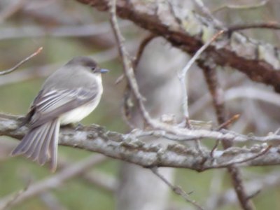 20190115 - Lake Betz - Eastern Phoebe 2