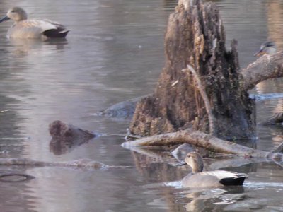 20190115 - Lake Betz - Gadwalls 1