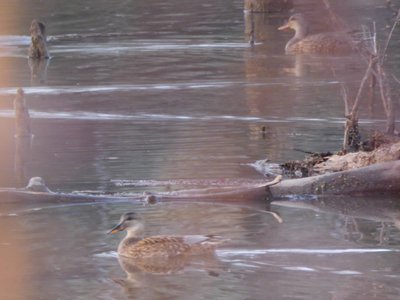 20190115 - Lake Betz - Gadwalls 2