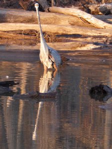 20190115 - Lake Betz - Great Blue Heron