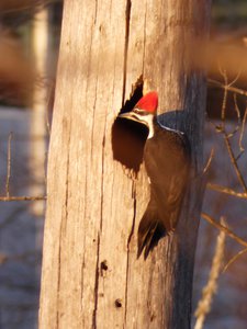 20190115 - Lake Betz - Pileated Woodpecker 1