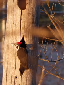 20190115 - Lake Betz - Pileated Woodpecker 2