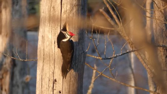 20190115 - Lake Betz - Pileated Woodpecker 3