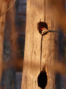 20190115 - Lake Betz - Pileated Woodpecker 4