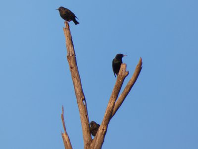 20190115 - Lake Betz - Starlings 1