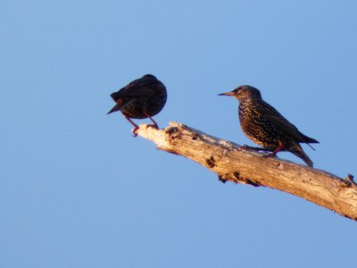 20190115 - Lake Betz - Starlings 2