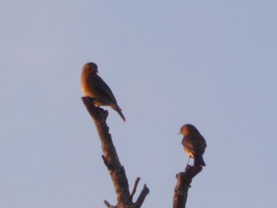 20190118 - Lake Betz - Bluebirds