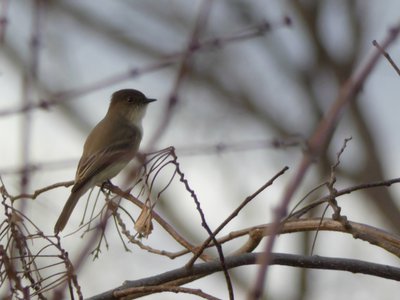 20190118 - Lake Betz - Eastern Phoebe