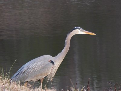 20190118 - Lake Betz - Great Blue Heron