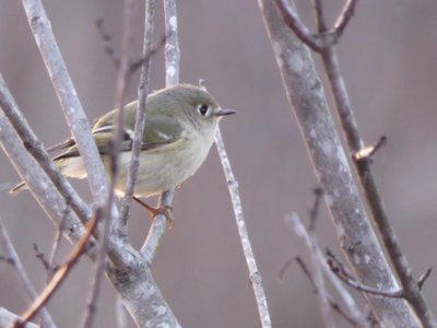 20190118 - Lake Betz - Kinglet