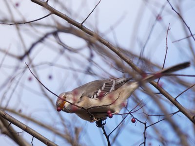 20190118 - Prairie Ridge - Mockingbird