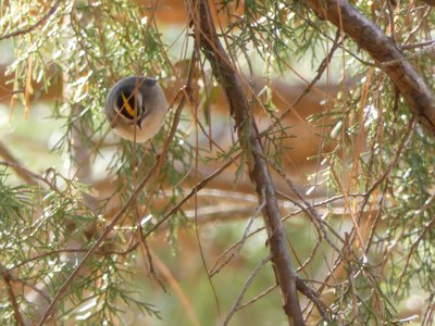 20190118 - Schenck - Golden-crowned Kinglet 1