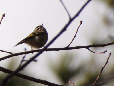 20190118 - Schenck - Golden-crowned Kinglet 2