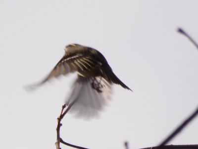 20190118 - Schenck - Golden-crowned Kinglet 3