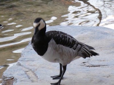 20190122 - Duke Gardens - Barnacle Goose