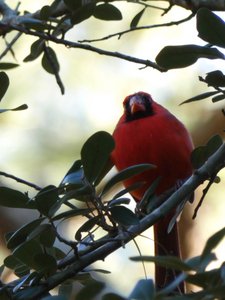 20190122 - Duke Gardens - Cardinal