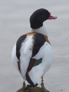 20190122 - Duke Gardens - Common Shelduck