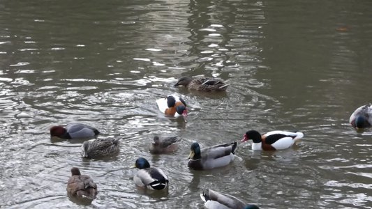 20190122 - Duke Gardens - Common Shelducks