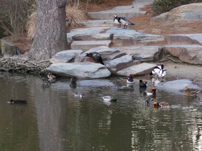 20190122 - Duke Gardens - Duck Mixture 1