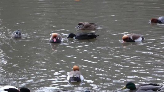 20190122 - Duke Gardens - Duck Mixture 2