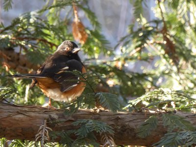 20190122 - Duke Gardens - Eastern Towhee 1