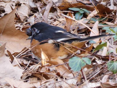 20190122 - Duke Gardens - Eastern Towhee 2