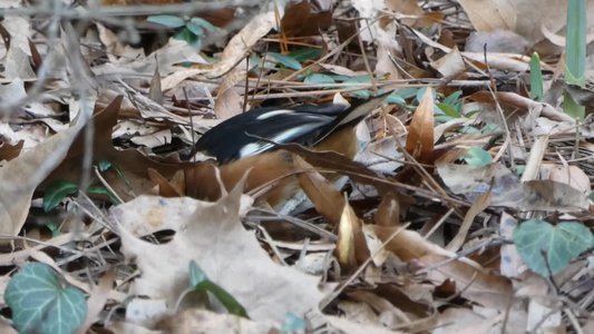 20190122 - Duke Gardens - Eastern Towhee 3