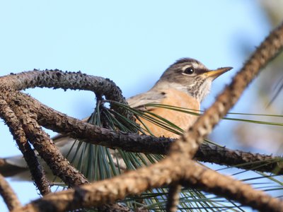 20190122 - Duke Gardens - Female Robin